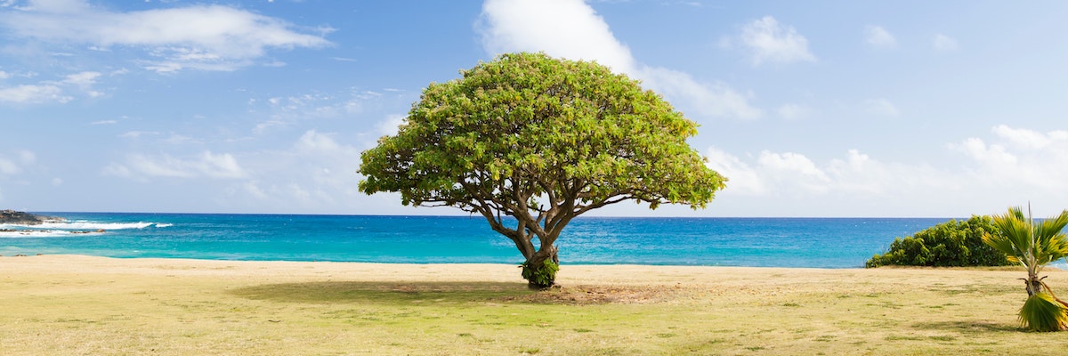 Tree on beach